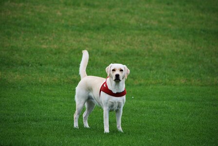 Labrador white walk photo