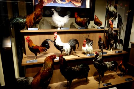 Roosters - National Museum of Nature and Science, Tokyo - DSC07125