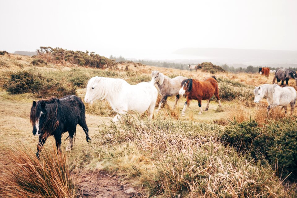 Wild countryside animals