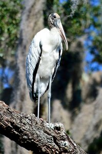 Stork nature white