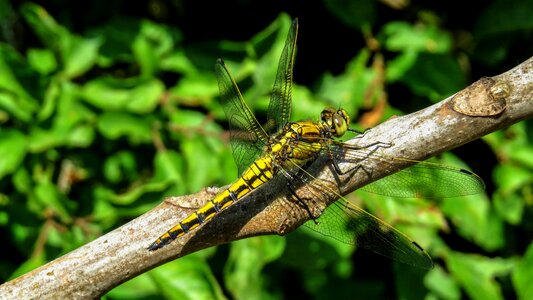 Insect national sanctuary tabaconas animal
