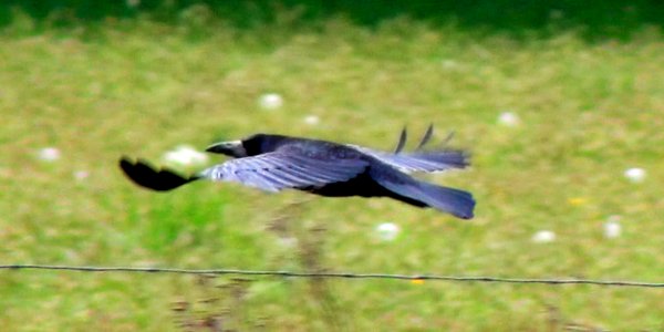 Rook in flight, Schleswig-Holstein (257696749)