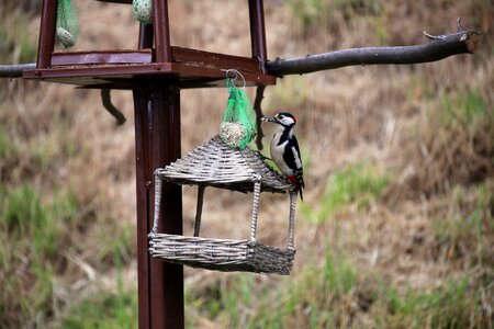 Woodpecker dendrocopos major animal