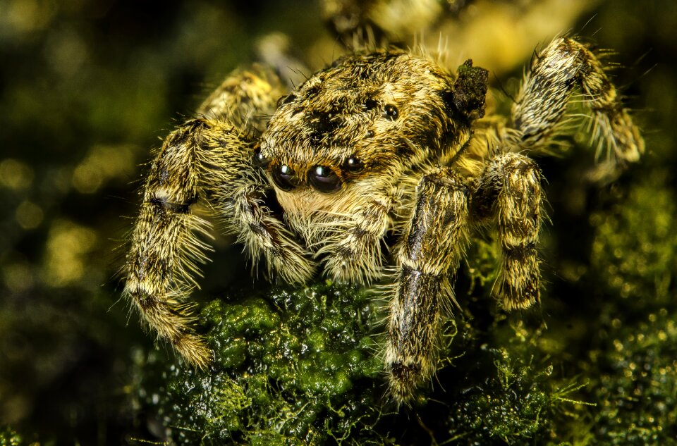 Nature macro hunting