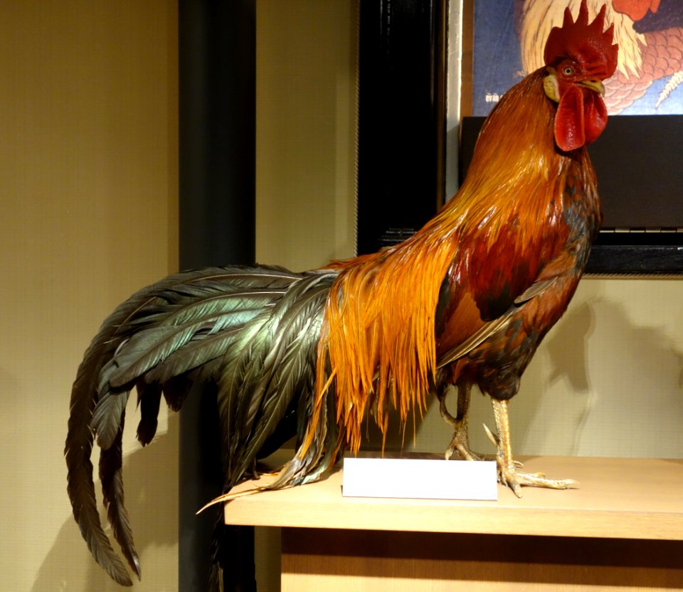 Rooster - National Museum of Nature and Science, Tokyo - DSC07126