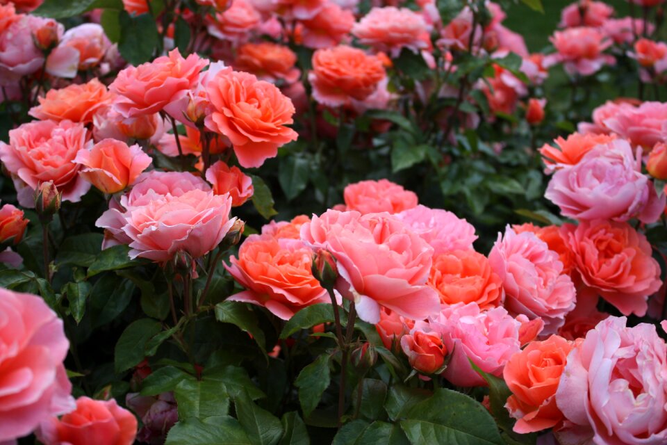 Rose festival rose garden romantic