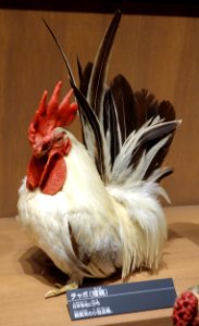 Rooster - National Museum of Nature and Science, Tokyo - DSC07131