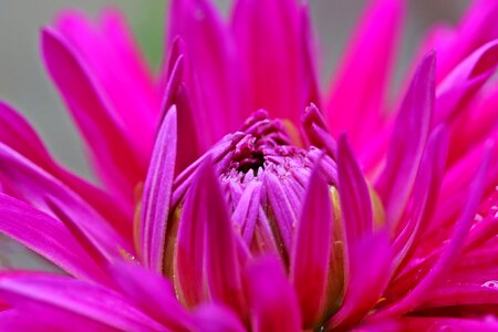 Dahlia garden blossom bloom photo