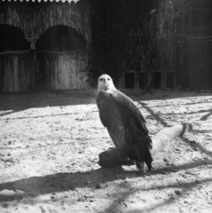 Roofvogel, Bestanddeelnr 909-4588