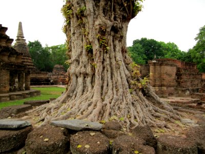 Roots of an old tree in Thailand photo