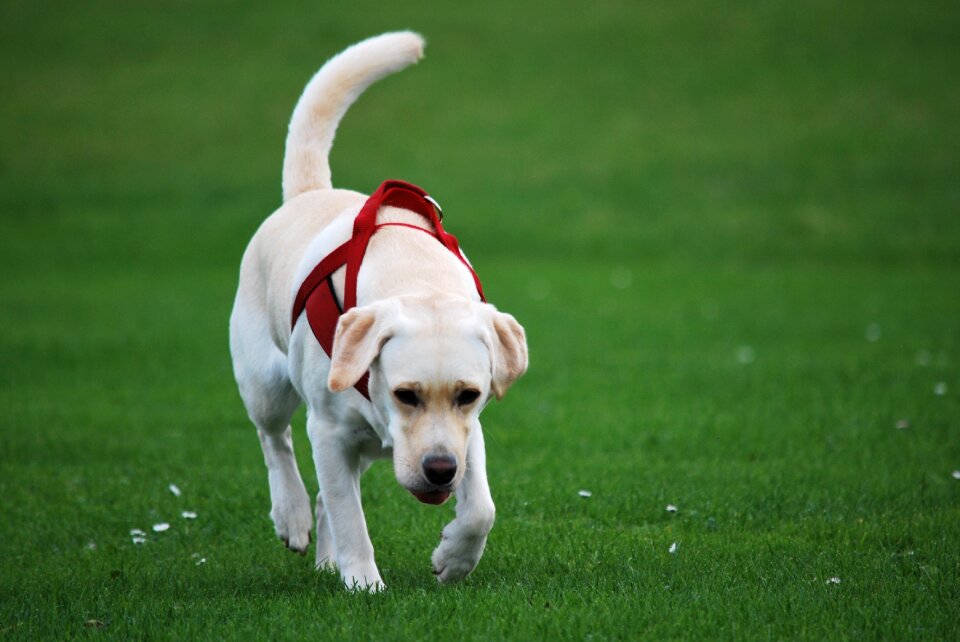 Labrador white walk photo