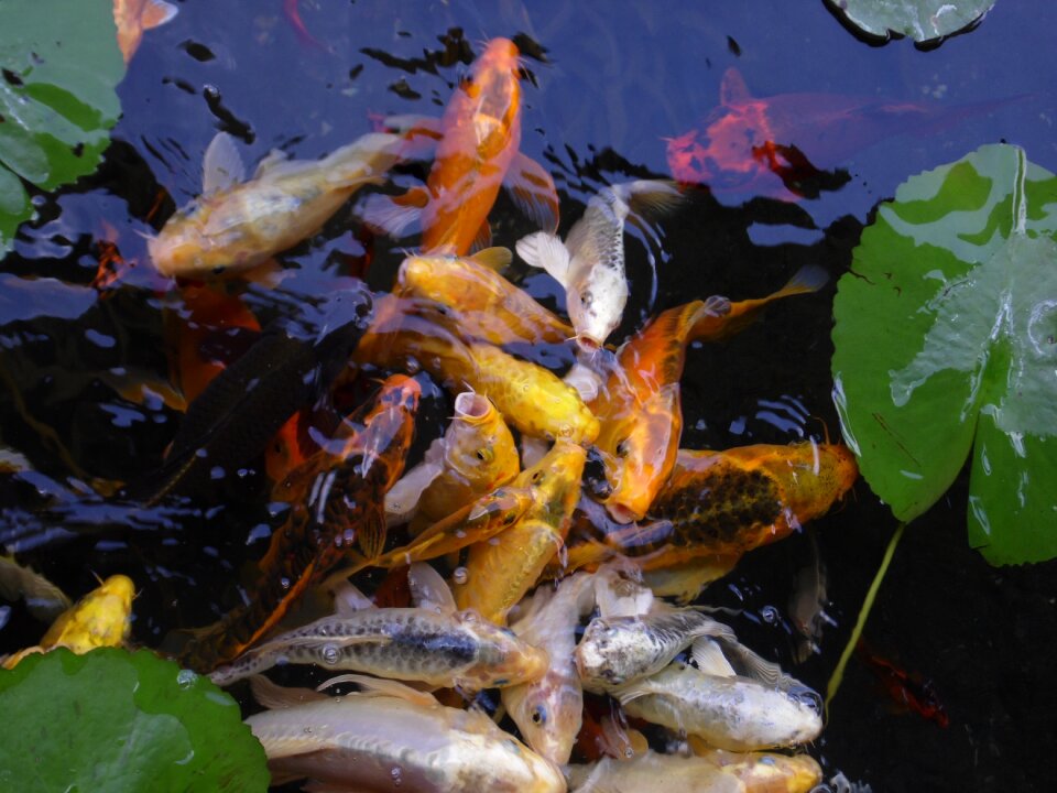 River water fauna
