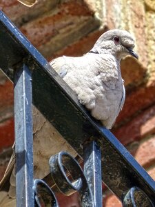 Ave balcony bird