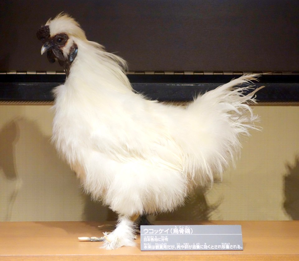 Rooster - National Museum of Nature and Science, Tokyo - DSC07128