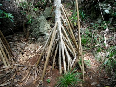 Root of Pandanus boninensis Chichijima Ogasawara Japan