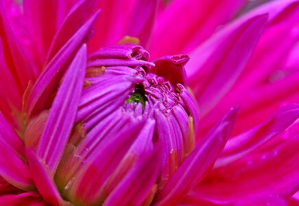 Dahlia garden blossom bloom