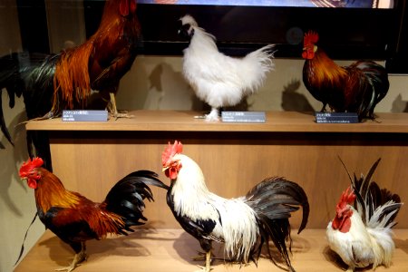 Roosters - National Museum of Nature and Science, Tokyo - DSC07132