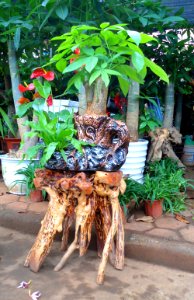Root carving in Haikou 04 photo