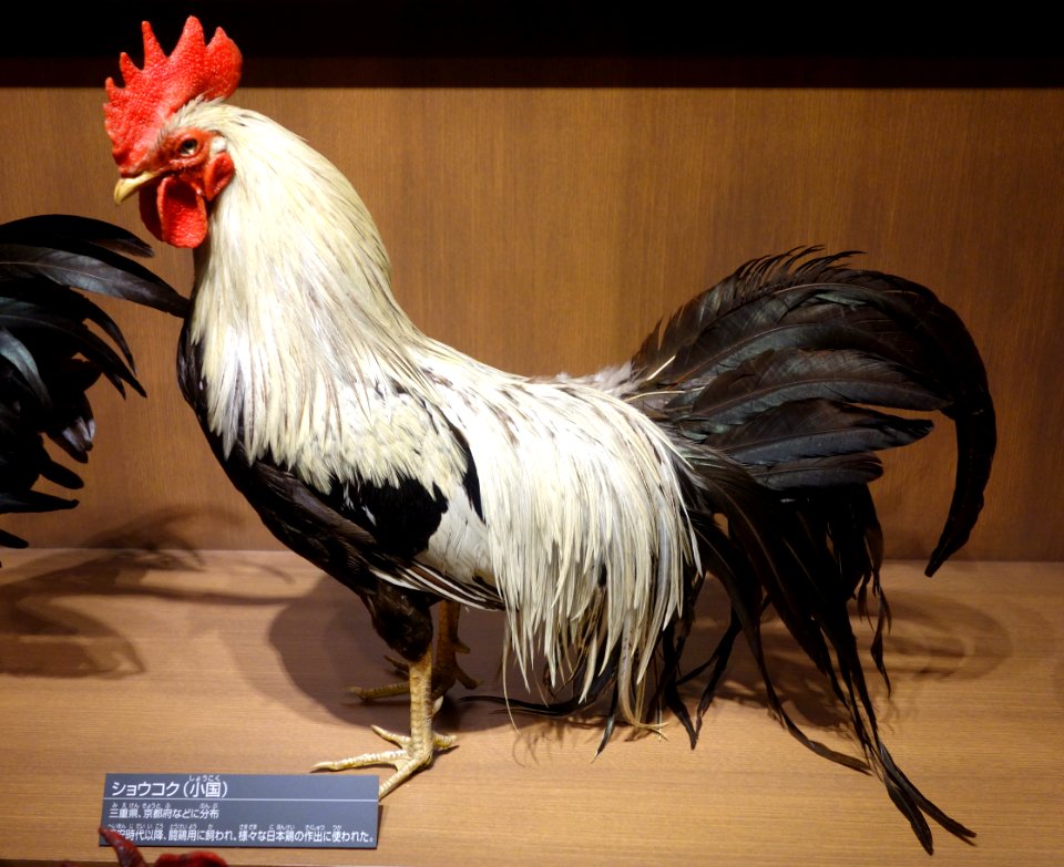 Rooster - National Museum of Nature and Science, Tokyo - DSC07130