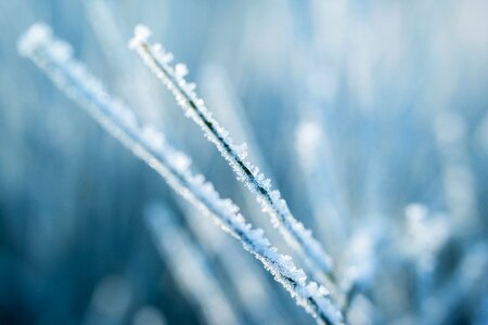 Winter broom branch