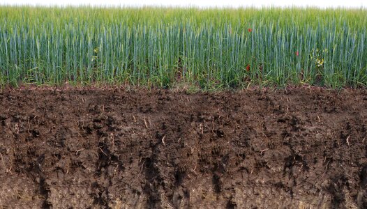 Poppies earth agriculture