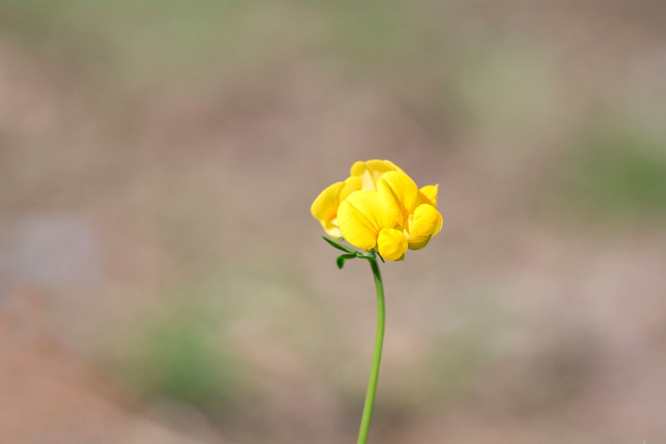 Yellow yellow flower blossom
