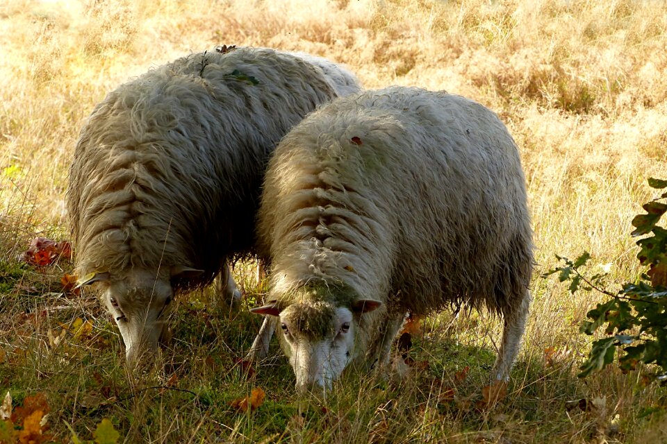 Ovisgmelini aries foraging autumn