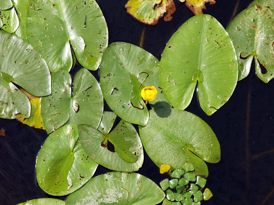 Foliage flower green leaf