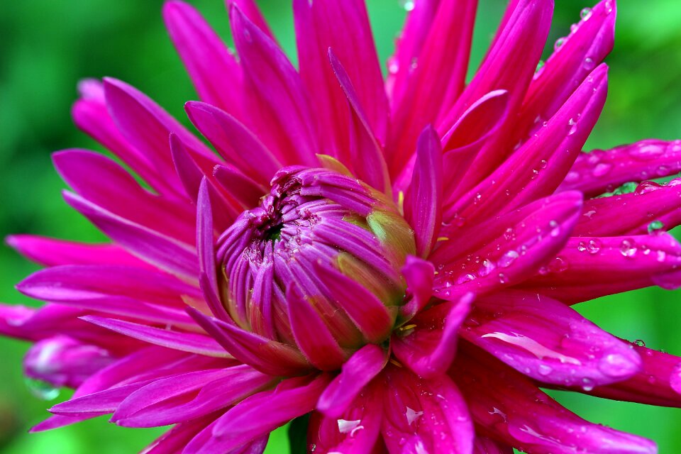 Dahlia garden blossom bloom