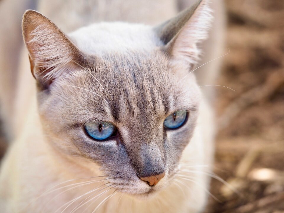 Domestic animal feline stopped