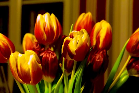 Spring flower tulip bouquet yellow photo