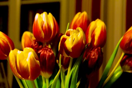Spring flower tulip bouquet yellow