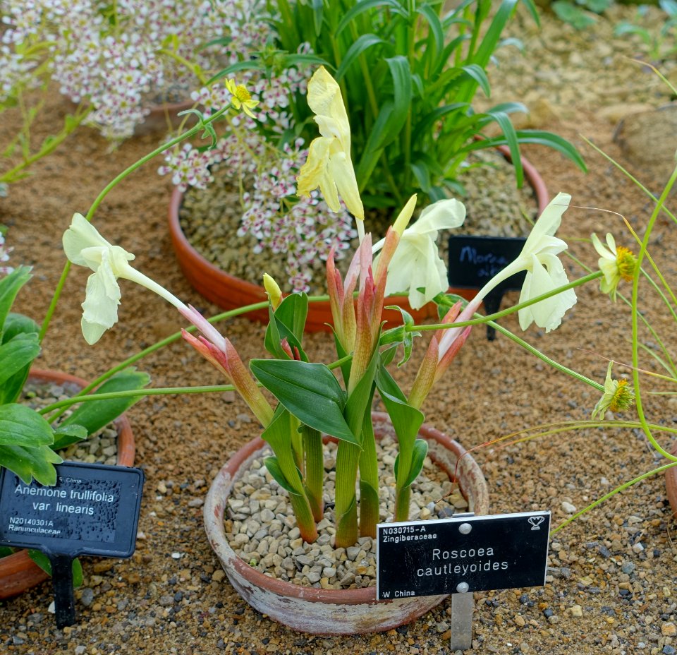 Roscoea cautleyoides - RHS Garden Harlow Carr - North Yorkshire, England - DSC01499