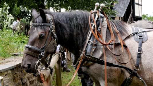 Roscheider Hof - Lebende Geschichte - Preussen um 1900 Noriker H19