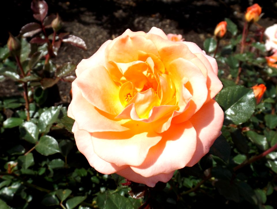 Rosa jump for joy