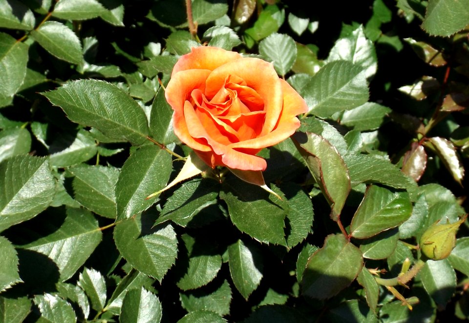 Rosa pumpkin patch 2