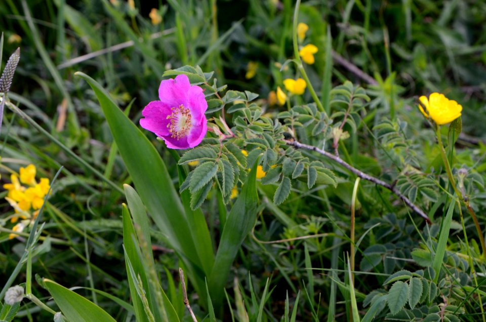 Rosa pendulina Anthese
