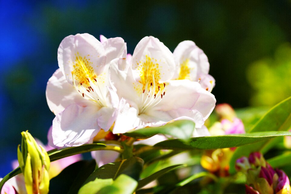 Garden nature flowers