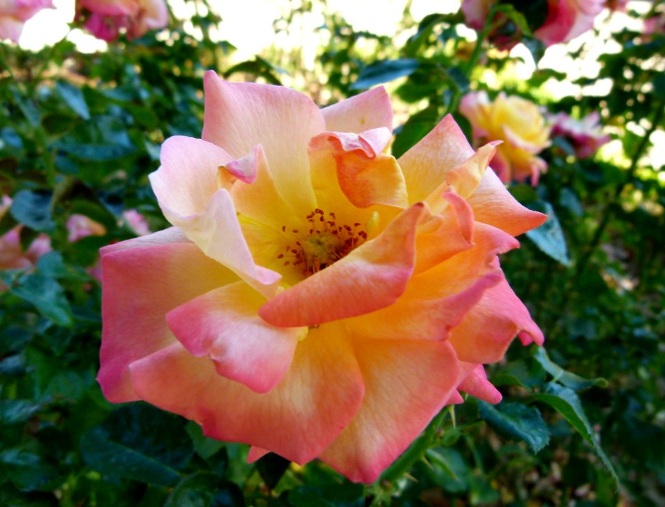 Rose - Jardin de Bagatelle