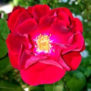 Rose - Arlington, MA - 2