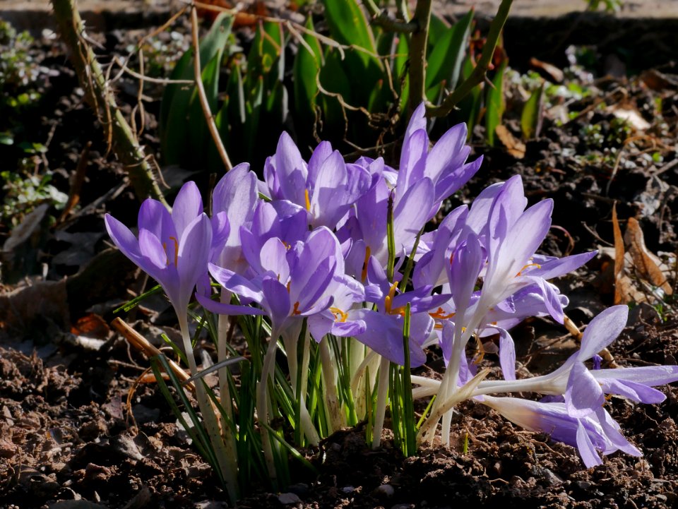 RoscheiderHof Rosengarten Krokusse1
