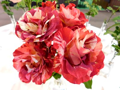 Rosa tropical lightning
