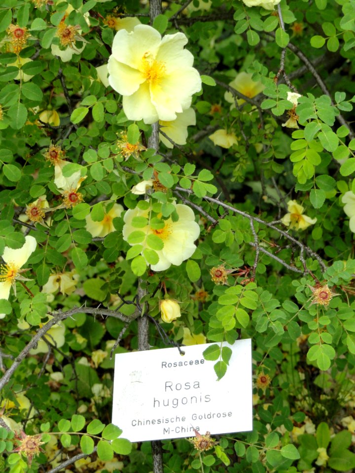 Rosa hugonis - Botanischer Garten Freiburg - DSC06461