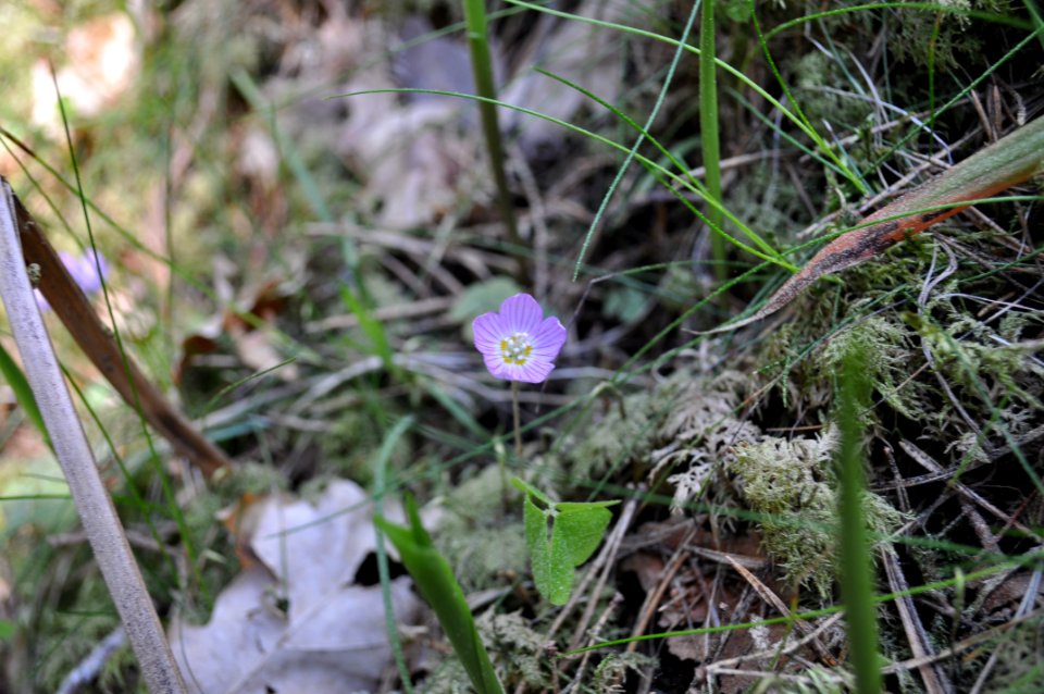 Rosa harsyra - Fjellskäfte