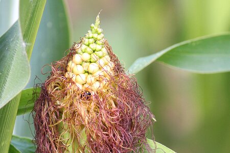 Corn on the cob plant cornfield