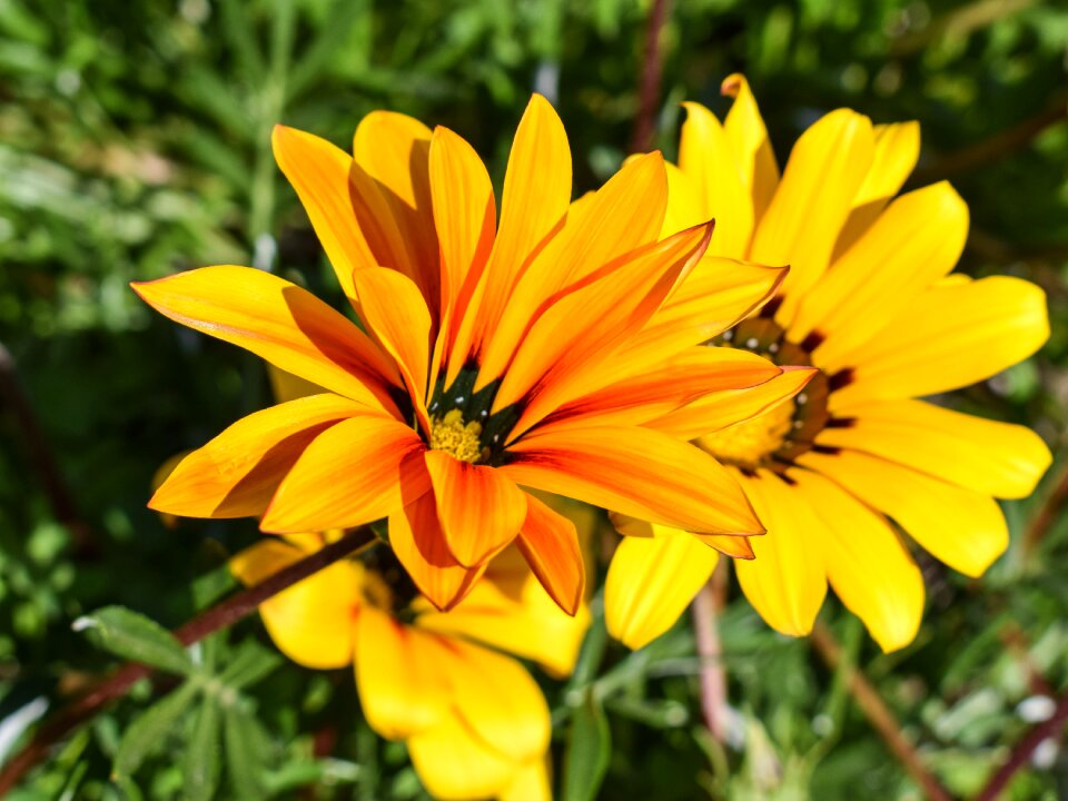 Nature plant floral photo