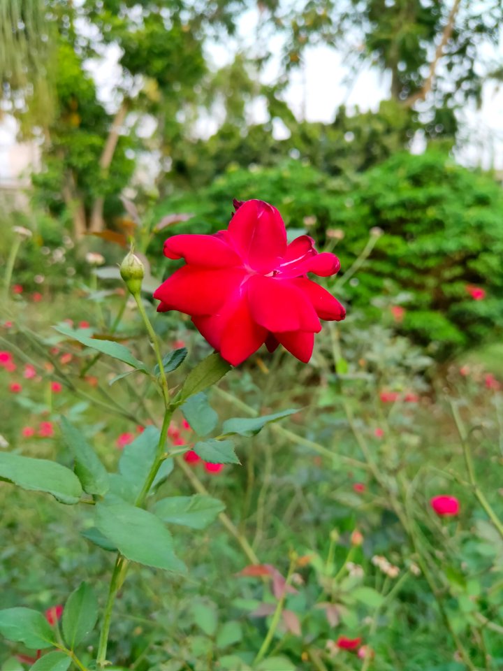Rose 23