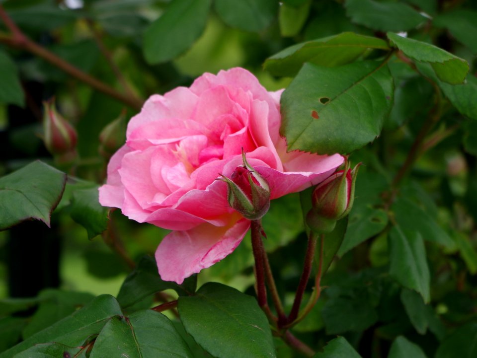 Rose - Jardins de Bagatelle 6
