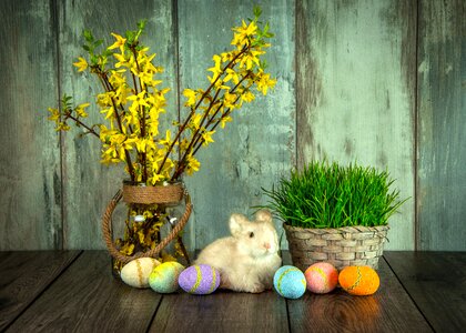 Easter eggs eggs spring photo