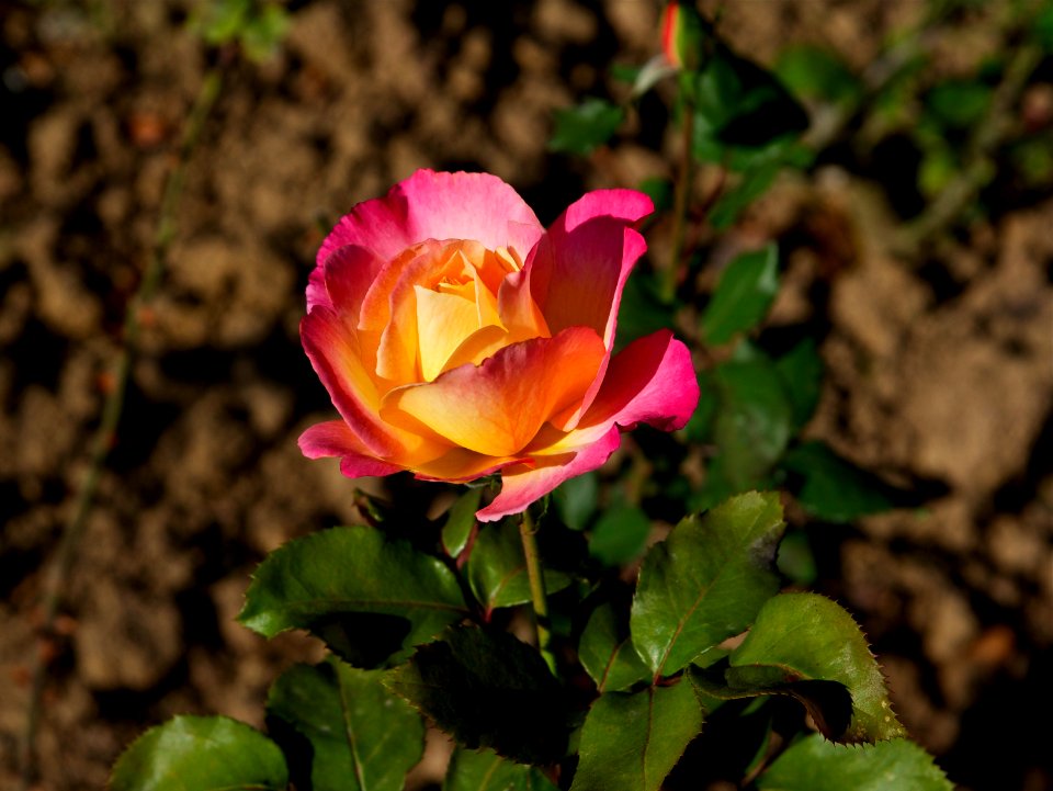 Rose 'Starion' hybride de thé